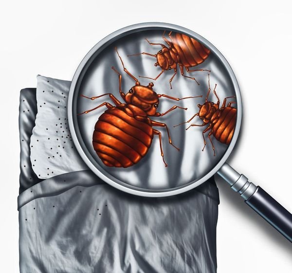 Bed Bug Control