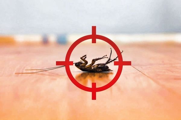 Cockroach Control