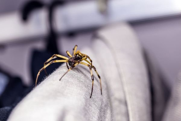 Spider Control