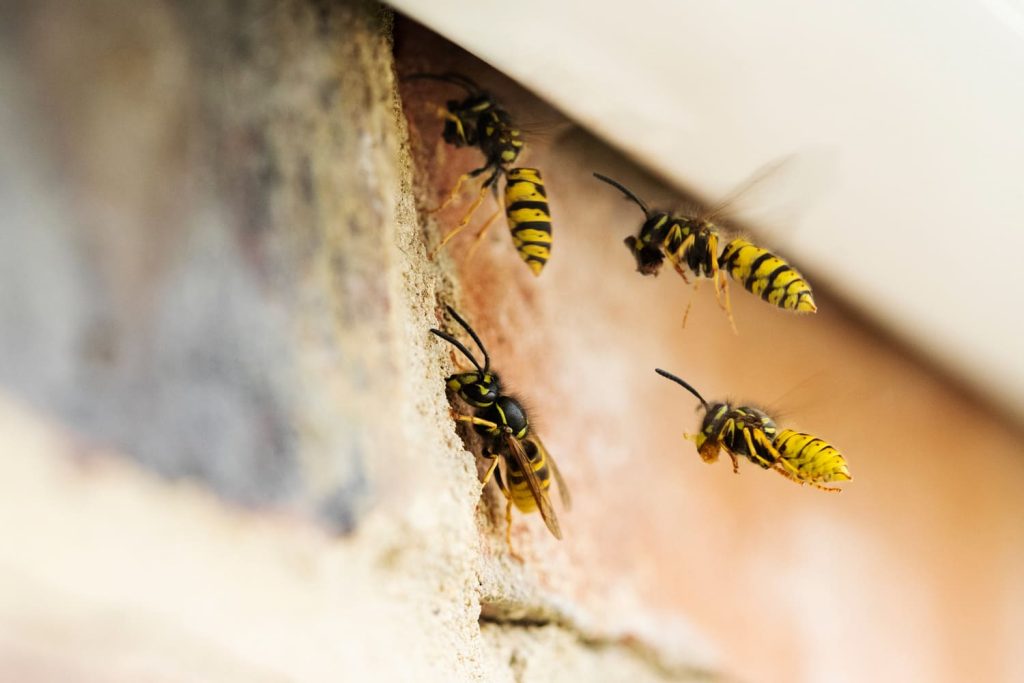 wasp control and removal Scarborough