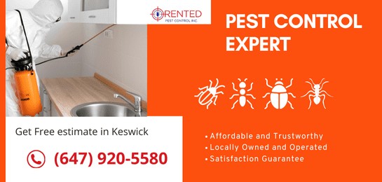 Pest control and extermination services keswick ontario