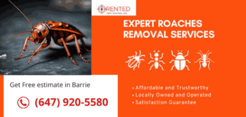 Cockroach control and exterminators in Barrie