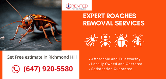 Cockroach control services Richmond hill